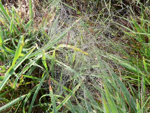 toiles d'araignées matin de rosée.JPG